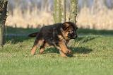BERGER ALLEMAND 826